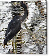 Louisiana Heron. Wetlands Park. Acrylic Print