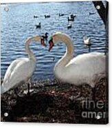 Love Bird Swans Acrylic Print