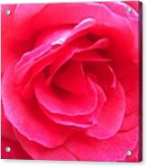 Love In Full Bloom - Anniversary Rose Acrylic Print