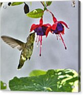 Love Those Fuschias Acrylic Print