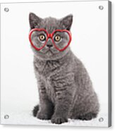 Lovely Kitty Acrylic Print