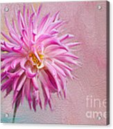 Lovely Pink Dahlia Acrylic Print