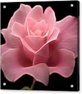 Lovely Pink Rose Acrylic Print