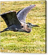 Low Flying Great Blue Acrylic Print