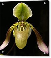 Lows Slipper Orchid Flower Borneo Acrylic Print