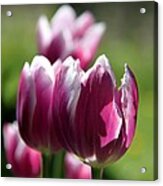 Luminous Plum Tulips Acrylic Print