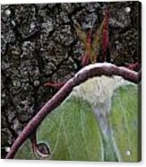 Luna Moth Detail Acrylic Print