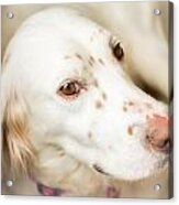 Luna The English Setter Acrylic Print