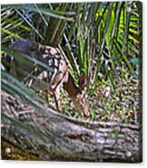 Lunch Time Acrylic Print