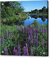 Lupin And Lake-v Acrylic Print