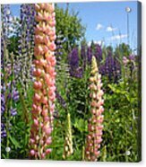 Lupin Summer Acrylic Print