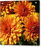 M Bright Orange Flowers Collection No. Bof4 Acrylic Print