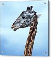 Maasai Giraffe Acrylic Print