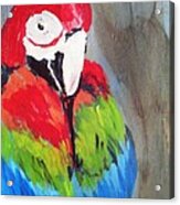 Macaw 2 Acrylic Print