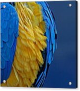 Macaw Blue Yellow Blue Acrylic Print