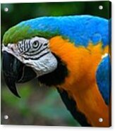 Macaw With Sweet Expression Acrylic Print