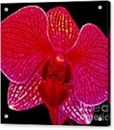 Macro Orchid On Black Acrylic Print