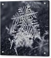 Macro Snowflake Acrylic Print