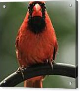 Mad Cardinal Acrylic Print