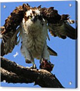 Mad Osprey Acrylic Print