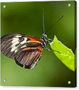 Madiera Butterfly Acrylic Print