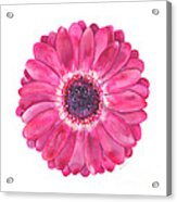 Magenta Gerbera Daisy Acrylic Print