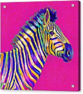 Magenta Zebra Acrylic Print
