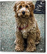 Maggie May Acrylic Print