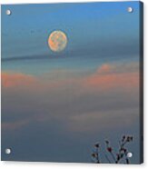 Magic Moon Acrylic Print