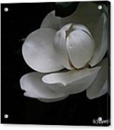 Magnolia Acrylic Print
