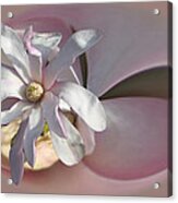 Magnolia Blossom Series 707 Acrylic Print