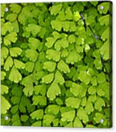 Maidenhair Fern Acrylic Print