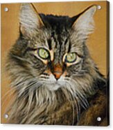Maine Coon In Topaz 2 Acrylic Print