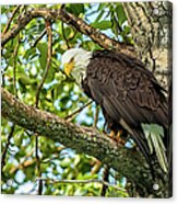 Majestic Bald Eagle Acrylic Print