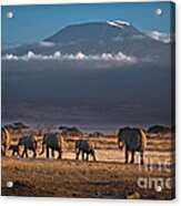 Majestic Mount Kilimanjaro - Omg Acrylic Print
