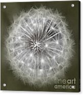 Make A Wish Acrylic Print