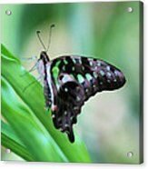 Malachite Butterfly Acrylic Print