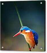 Malachite Kingfisher Acrylic Print