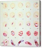 Malaria Parasite Life Cycle Acrylic Print