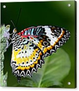 Malay Lacewing Butterfly Acrylic Print