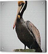 Male Brown Pelican Perching Acrylic Print