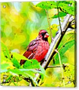 Male Cardinal - Artsy Acrylic Print