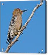Male Gila Woodpecker Acrylic Print