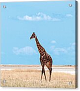 Male Giraffe In Etosha Acrylic Print