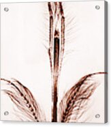 Male Mosquito Proboscis Acrylic Print