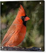 Male Northern Cardinal Acrylic Print