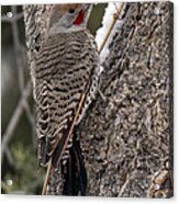 Male Red-shafted Northern Flicker Acrylic Print