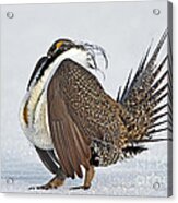 Male Sage Grouse Acrylic Print