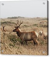 Male Tule Elk With Herd Acrylic Print