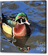 Male Wood Duck Acrylic Print
